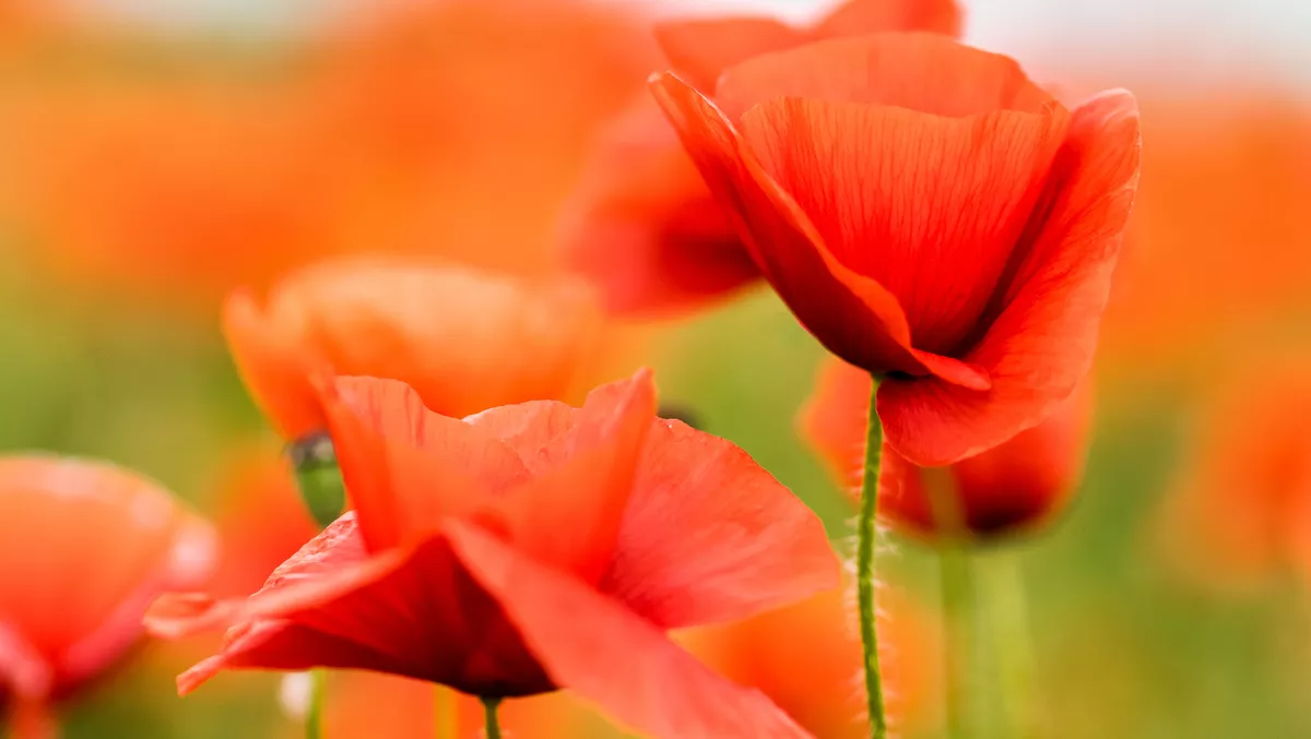 NCSC ANZAC address highlights the importance of strong relationships for cyber threat prevention